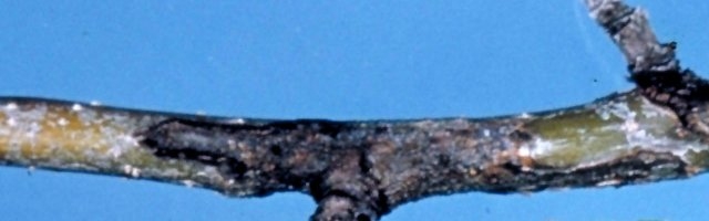 Apple Blight Canker